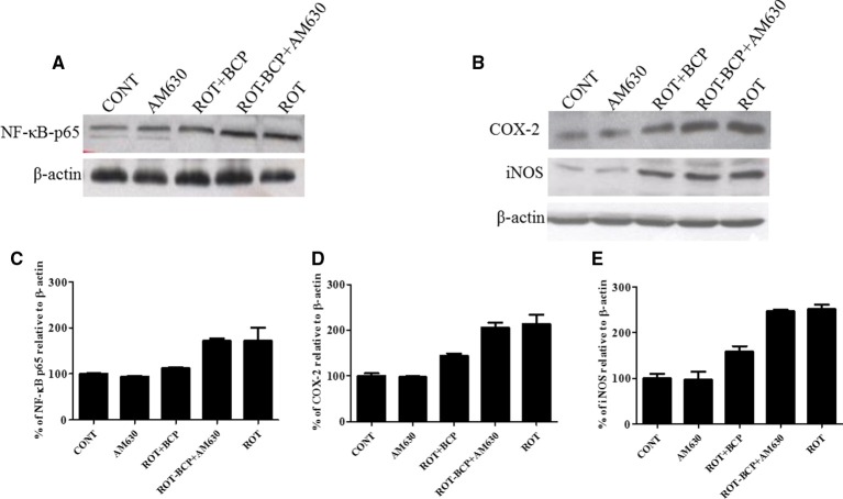 Western blot analysis of NF-κB p65, COX-2, and iNOS in the striatal tissue. Values are expressed as percent (%) mean ± SEM (n = 3). Expression level of NF-κB p65 (A) COX-2 and iNOS (B) was carried out by western blot. (C) ROT-administered group rats showed increase in nuclear NF-κB p65 level as compared to control group (171.7 vs. 100% control). BCP treatment of the ROT-challenged rats decreased the NF-κB p65 expression when compared to the ROT group (112.38 vs. 171.7%). The ROT-BCP+AM630 group had shown increased expression of NF-κB p65 as compared to the ROT+BCP group (171.55 vs. 112.38%). (D) ROT-injected rats showed increased COX-2 level as compared to the CONT rats (213.48 vs. 100% control). BCP supplementation to ROT-injected rats showed decreased expression of COX-2 as compared to ROT group rats (143.6 vs. 213.48%). ROT-BCP+AM630 group rats showed increase in COX-2 expression as compared to the ROT+BCP group rats (205.6 vs. 143.6%). (E) Likewise, iNOS expression was increased in the ROT group rats as compared to the CONT group rats (251.56 vs. 100% control). BCP treatment decreased iNOS expression as compared to the ROT group rats (158.12 vs. 251.56%). The ROT-BCP+AM630 group showed increase in iNOS expression when compared to the ROT+BCP group (247.18 vs. 158.12%).