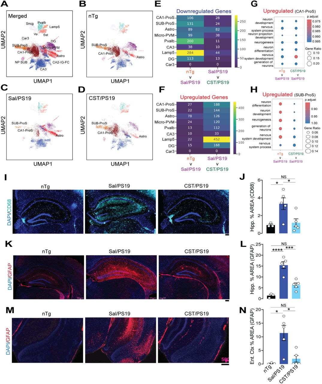 CST restores vulnerable neuronal populations and suppresses neuroinflammation in PS19 mice. (A–D)UMAP visualization of snRNA-seq data. (A) Merged dataset showing annotated neuronal and glial clusters. (B) Non-transgenic (nTg) brains display normal cellular distributions. (C) Sal/PS19 mice show loss of CA1-ProS and SUB-ProS neurons and expansion of Astro and Micro-PVM clusters. (D) CST treatment partially restores CA1-ProS/SUB-ProS populations and reduces Astro and Micro-PVM clustering. (E&F) Number of Downregulated and Upregulated differentially expressed genes (DEG) in the reference group (top) vs comparison group (bottom) for the identified neuronal and glial clusters. (G) Enriched upregulated pathways with GO terms in CA1-ProS cluster of nTg and CST/PS19 compared to Sal/PS19. (H) Enriched upregulated pathways with GO terms in SUB-ProS cluster of nTg and CST/PS19 compared to Sal/PS19. (I&J) CD68 immunostaining depicts increased hippocampal microglial activation in Sal/PS19 mice, which is significantly reduced by CST (nTg: n=3, Sal/PS19: n=5, CST/PS19: n=5). Scale bars = 200µM. (K&L) GFAP staining reveals robust hippocampal astrogliosis in Sal/PS19 mice; CST markedly decreases GFAP⁺ area (nTg: n=3, Sal/PS19: n=5, CST/PS19: n=5). Scale bars = 200µM. (M&N) GFAP staining in the entorhinal cortex also shows elevated astrocytosis in Sal/PS19 mice, partially rescued by CST (nTg: n=3, Sal/PS19: n=5, CST/PS19: n=5). Scale bars = 200µM. Data are mean ± SEM; Significance indicated as *p < 0.05, **p < 0.01, ***p < 0.001, ****p < 0.0001; NS, not significant.
