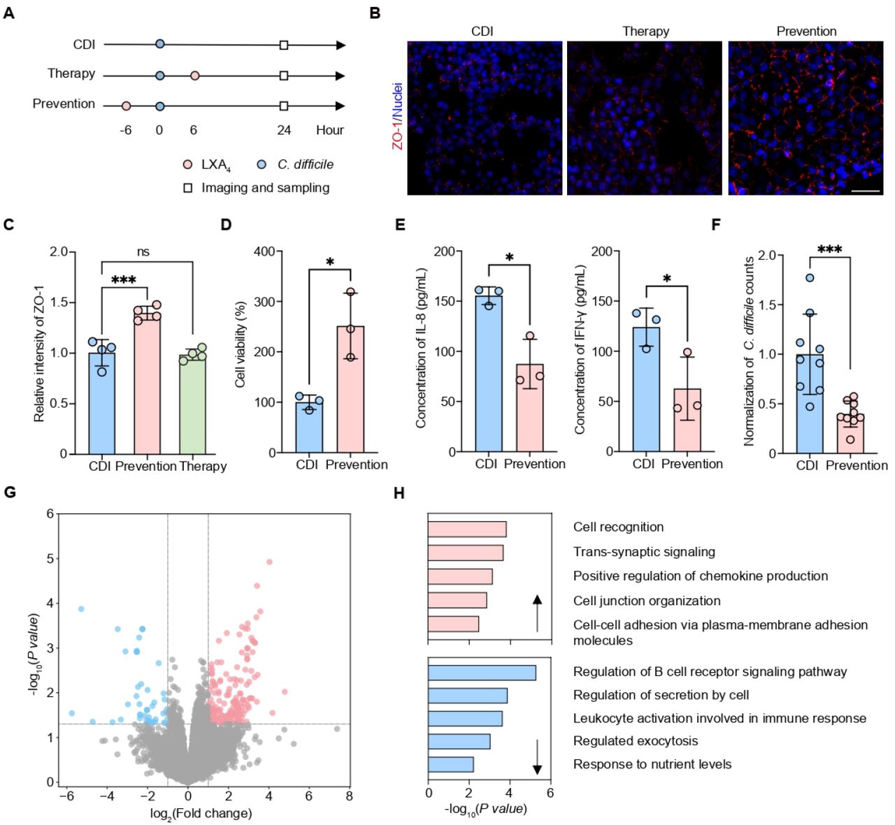Prevention effect of LAX4 against CDI in the GOC-based in vitro system. (A) Schematic of experimental timeline for LXA4 administration in the control (CDI), prevention and therapy groups. (B) Confocal micrographs of the intestinal epithelium in GOCs subjected to prevention and therapy groups. Tight junctions were immunostained for ZO-1 (red) and nuclei were stained with DAPI (blue). Scale bar, 25 µm. (C-F) Quantitative analysis of (C) the average ZO-1 fluorescence intensity in the intestinal epithelium in CDI control, LXA4 prevention and therapy groups (n = 4 independent replicates); (D) epithelial cell viability with or without LXA4 prevention (n = 3 independent replicates); (E) secretion of the pro-inflammatory cytokines IL-8 and IFN-γ with or without LXA4 prevention (n = 3 independent replicates); and (F) C. difficile cell counts in GOCs with or without LXA4 prevention (n = 9 independent replicates). (G) Differentially expressed genes of intestinal epithelium cells from GOCs with or without LAX4 prevention. Genes with |log2(fold change)| >= 1 and adjusted P value < 0.05 were considered significantly differentially expressed. (H) GO analysis of up- and down-regulated genes in the LXA4 prevention group. The top five enriched terms are displayed. Data in (C–F) are presented as mean ± SD; significance was determined by unpaired t-test (* P < 0.05, ** P < 0.01, *** P < 0.001).Figure 2—figure supplement 1. Cytotoxicity assessment of LXA4 and its impact on the transcriptomic landscape.