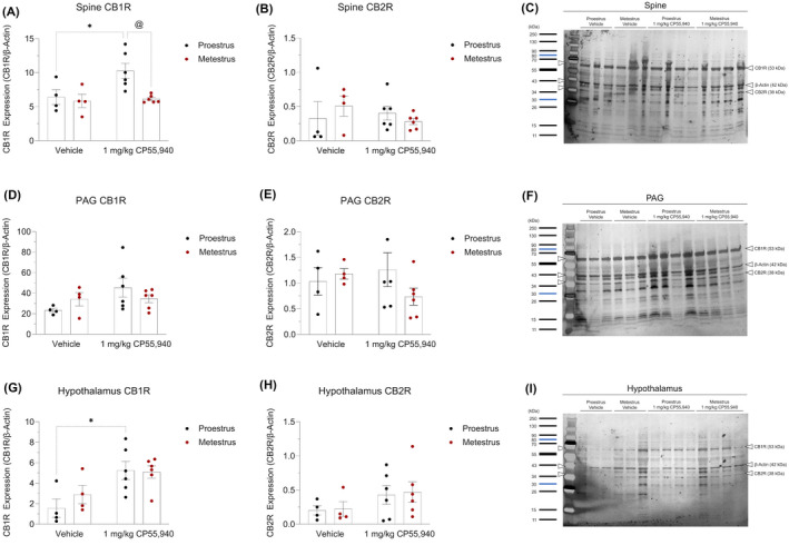 Expression of cannabinoid receptors in brain regions underlying cannabinoid‐induced thermal antinociception and hypothermia. SDS‐PAGE and immunoblotting were performed on (A–C) spine, (D–F) PAG, and (G–I) hypothalamus tissue to quantify their optical density of the cannabinoid receptors. (A, D, G) CB1R expression of region‐specific experimental groups. (B, E, H) CB2R expression of region‐specific experimental groups. (C, F, I) Representative images of the region‐specific CB1R, CB2R, and β‐Actin bands identified using a ladder. (A–I) β‐Actin was used as the housekeeping gene to normalize all cannabinoid receptor densities. Data is reported as ratios of adjusted total band volumes of optical densities. Each point on the graphs represent individual mice or n. Bars on the graphs illustrate means ± SEM, where n = 4 (vehicle) and n = 6 (1 mg/kg CP55,940). All means were compared between 1 mg/kg CP55,940 and vehicle groups within estrus cycle phases, as well as between proestrus and metestrus groups within treatments. A two‐way ANOVA followed by Tukey's post hoc analyses were used to determine significance. *p < .05 compared with vehicle within estrus cycle phase. @ p < .05 compared with proestrus within treatment