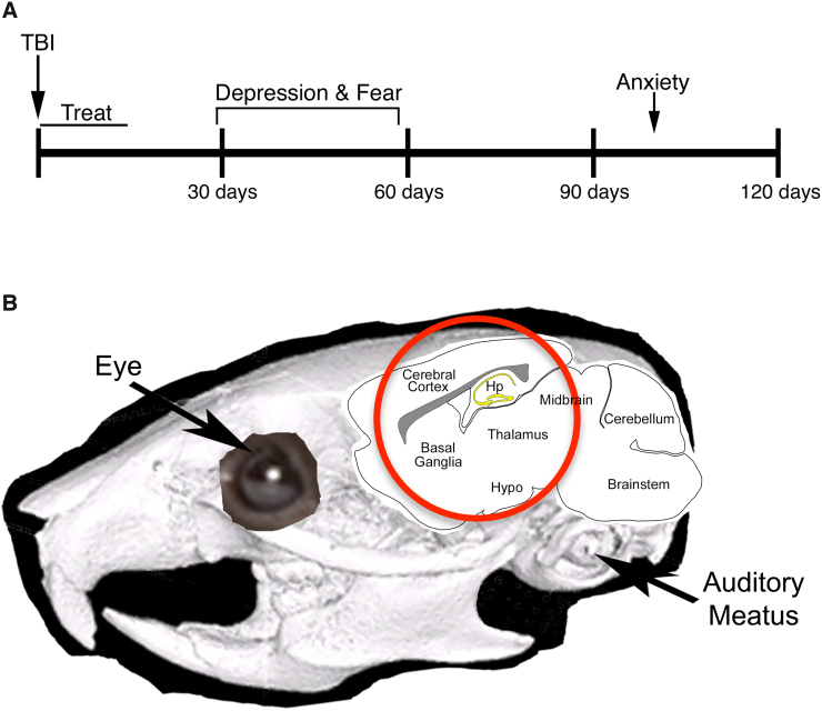 Methodology. (A) Timeline of experiments. Timing of blast (50 psi or sham), treatment (raloxifene or vehicle), and functional tests. Testing for depression and fear conditioning was performed 29–58 days after blast. Testing for anxiety was performed ∼100 days after blast. Four groups of mice were used for the studies: sham mice injected with vehicle, blast mice injected with vehicle, blast mice treated with 5 mg/kg of raloxifene, and blast mice treated with 10 mg/kg of raloxifene. (B) Image of a mouse head overlaid with a schematic of the brain showing the 7.5-mm area (red circle) targeted by the air blast (modified from Guley and colleagues19). Hp, hippocampus; Hypo, hypothalamus; TBI, traumatic brain injury.