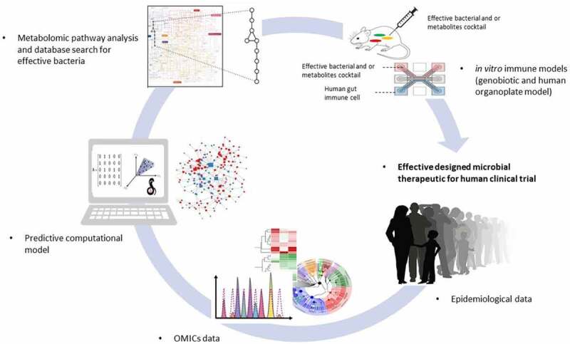 Integrated omics/systems biology/animal model approach to elucidate host-microbiota interactions in inflammation. Combining the results of the gnotobiotic and the metabolite- based approaches yields a set of bacteria capable of causally effecting an immune phenotype by potentially distinct mechanisms. These strains may be used together as rationally designed microbial therapeutics