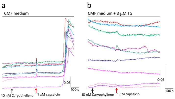 Calcium influx is blocked by β-Caryophyllene. In calcium/magnesium free medium (CMF), capsaicin responses were completely inhibited for 6–8 min in the presence of 10 nM caryophyllene, followed by elevated intracellular calcium (a). The delayed capsaicin responses due to 10 nM caryophyllene were eliminated after washout and thapsigargin (TG) treatment, in Ca+2/Mg+ free medium (b). Scale bar: X-axis shows time in seconds and Y-axis shows the 340/380 (bound/unbound calcium) ratio, in individual neurons depicted by different colours.