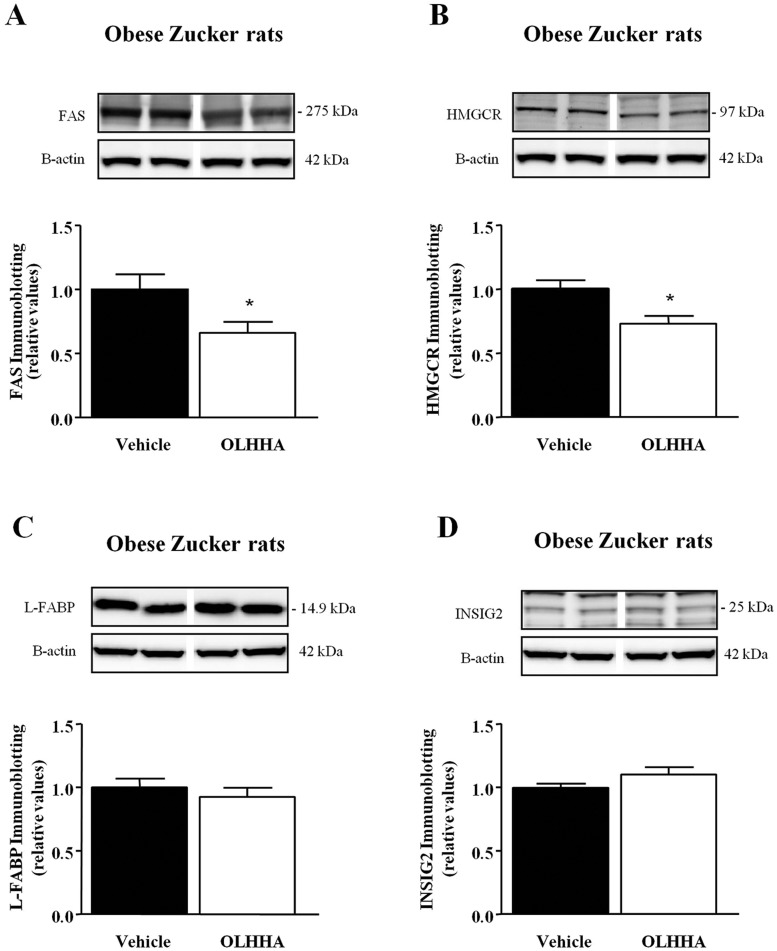 Effect of OLHHA on the protein expression of relevant enzymes and factors related to lipid metabolism in the liver of obese Zucker rats. Representative immunoblots and relative protein expression of FAS (A), HMGCR (B), L-FABP (C) and INSIG2 (E) were determined in the obese rats after a 15-day exposure to vehicle or OLHHA (5 mg kg−1, daily, i.p.). The bars are the means±s.e.m. (n=6 determinations per group). The data were analyzed using Student's t-test. *P<0.05 denotes significant differences compared with the vehicle-treated group.