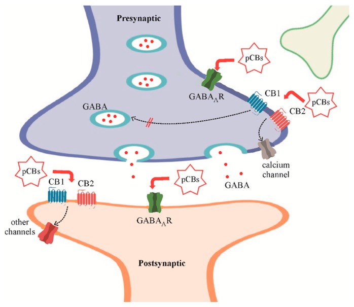 The major phytocannabinoids tetrahydrocannabinol (THC), cannabidiol (CBD), and cannabidivarine (CBDV) (phytocannabinoids—pCBs) can modulate γ-Aminobutyric acid type A receptors (GABAARs) both directly [33,61] and through the activation of cannabinoid receptors 1 (CB1) and 2 (CB2) [66]). As shown, pCBs targets are located both at the presynaptic and postsynaptic terminals. In detail, pCBs can modulate GABA release by acting on presynaptic CBRs and enhance the postsynaptic GABAergic activity by potentiating GABAAR currents.
