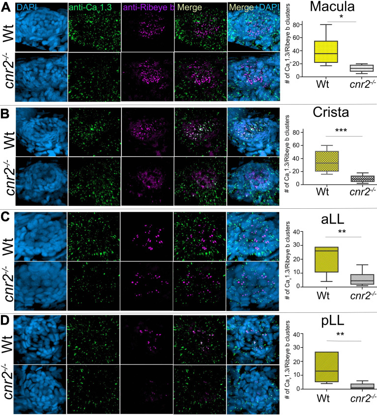 Immunofluorescent labeling of pre-synaptic calcium channels (Cav1.3) and ribbon synapses (Ribeye b) and quantification of clustering in HCs of 5dpf wildtype and cnr2upr1/upr1 larvae. (A) Top views of wildtype (top lane) and mutant (lower lane) macula that were stained with anti-Cav1.3 (green) and anti-Ribeye b (magenta) and counterstained with DAPI. Clustered Cav1.3 and Ribeye b were quantified in maculae. (B) Top views of wildtype and mutant cristae and corresponding quantification of Cav/Rib clusters in cristae. (C) Top views of wildtype and mutant NMs from the aLL (IO2) and corresponding quantification of Cav/Rib clusters in NMs of the aLL. (D) Top views of wildtype and mutant NMs from the pLL (L1) and corresponding quantification of Cav/Rib clusters in NMs of the pLL. Scale bar = 20 microns. Whisker boxes show all values with minimum and maximum. Significance is represented as * (*p < 0.05; **p < 0.001; and ***p < 0.003).