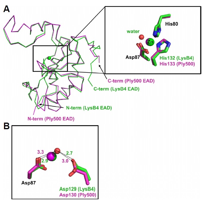 Structural comparison to Ply500 EAD(A) The LysB4 EAD and Ply500 EAD (PDB code: 2VO9) are displayed in the ribbon model (green and magenta, respectively). Zn2+ is in the ball representation, and a water molecule (red sphere), shown in the inset, is from the LysB4 EAD model. (B) Structural comparison of the (putative) water binding environments. The distances in Ply500 EAD were measured based on the location of the water molecule within the LysB4 EAD.