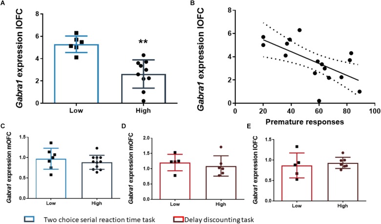 The relationship between Gabra1 gene expression and impulsive behavior. (A) Animals classified as high impulsive in the 2-CSRTT showed significantly lower levels of expression of the Gabra1 gene in the lOFC. (B) Impulsive action in the 2-CSRTT was negatively correlated with the gene expression of the Gabra1 gene (which encodes the alpha 1 subunit of the GABAA receptor) in the lOFC. (C–E) There were no Gabra1 gene expression changes in the mOFC between HI-2C and LI-2C rats (C) or between HI-DD and LI-DD neither in the mOFC (D) nor in the lOFC (E). The correlation is represented as the best fit regression line with dashed lines depicting the 95% confidence interval. Bar graphs represent the mean ± standard error of the mean. Symbols in bar graphs represent individual data points from each rat. ∗∗p < 0.01 as compared to the low impulsive group.