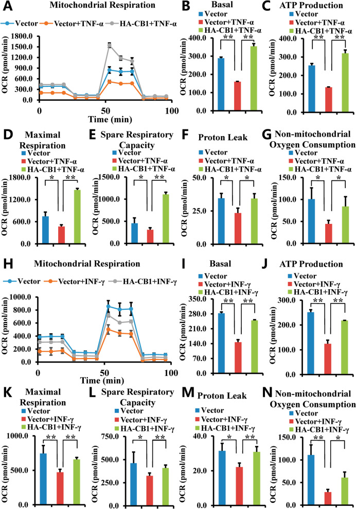 Over-expression of CB1 promoted the OCR in hBMSCs under TNF-α and INF-γ stimulation. A–G 10 ng/ml TNF-α was used to treat BMSCs for 24 h. The Seahorse XFe24 analyzer showed the results of OCR curves (A), the basal OCR (B), ATP production (C), maximal respiration (D), spare respiratory capacity (E), proton leak (F) and non-mitochondrial oxygen consumption (G). H–N 100 ng/ml INF-γ was used to treat BMSCs for 24 h. The Seahorse XFe24 analyzer showed the results of OCR curves (H), the basal OCR (I), ATP production (J), maximal respiration (K), spare respiratory capacity (L), proton leak (M) and non-mitochondrial oxygen consumption (N). The One-way ANOVA was performed to determine statistical significance. Error bars represent SD (n = 3). *P ≤ 0.05; **P ≤ 0.01