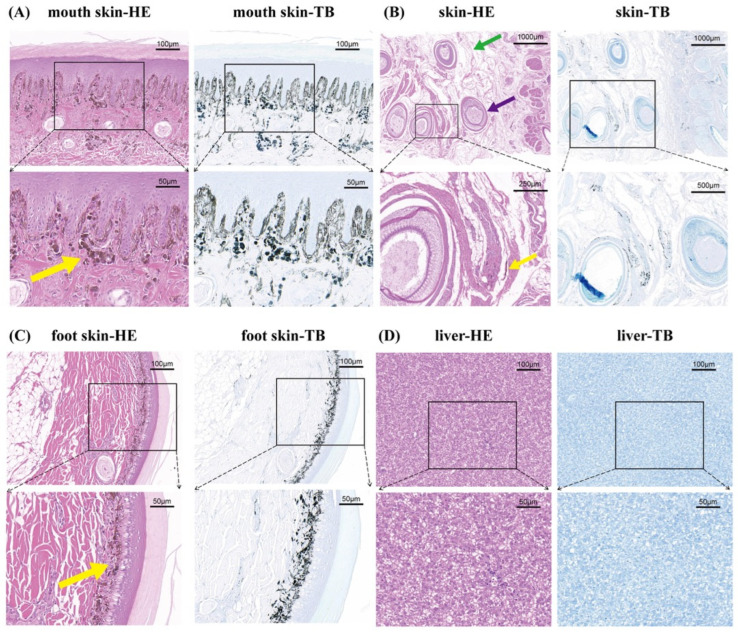 Histological observation of melanin deposition in different tissues of Liancheng white ducks. Representative paraffin sections of mouth skin, skin, foot skin, and liver were stained with HE and TB. HE staining turned the nuclei blue and other tissues pink, allowing for clear observation of tissue structures and distinct visualization of melanin granules. Toluidine blue staining rendered collagen fibers and the epidermal stratum corneum vividly blue, facilitating the observation of melanin granules. The upper images show the low-magnification views, and the lower images show the enlarged regions corresponding to the black boxes in the upper images. Scale bars are indicated in the upper-right corner of each micrograph. (A) HE and TB staining of mouth skin showed a large amount of melanin in the basal layer of the epidermis. (B) HE and TB staining of skin. Melanin granules were rare and observed only around a few hair follicles and within interstitial spaces. (C) HE and TB staining of foot skin showed a large amount of melanin in the basal layer of the epidermis. (D) HE and TB staining of liver showed no obvious melanin granule deposition. The yellow arrows indicate melanin; the green arrows indicate collagen fibers; the purple arrows indicate hair follicles. Black boxes indicate the regions selected for higher-magnification observation.