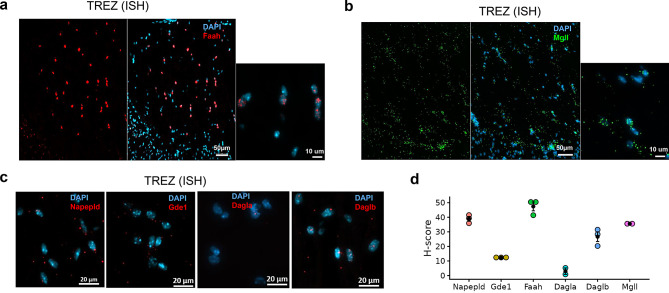 Distribution of major eCBs metabolizing enzymes in the trigeminal root entry zone (TREZ). (a–c) Representative ISH images from a TREZ show expression of hydrolyzing enzymes Faah (a), Mgll (b), and synthesizing enzymes Napepld, Gde1, Dagla, and Daglb (c). (d) Comparison of H-scores among synthesizing and hydrolyzing enzymes in the TREZ. H-score is the weighted histological score, and ISH data (H-score, n = 3 mice tissues/gene type) are presented as mean ± SEM