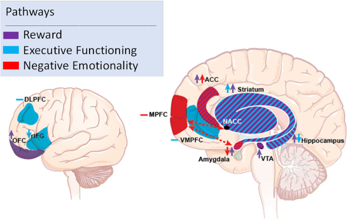 Overview of findings across each domain examined. Purple shading depicts activation in the reward domain, blue in the executive functioning (inhibition) domain, and red shading in the negative emotionality domain. Stripped shading highlights activation found in multiple domains for that respective region. Arrows depict greater or lesser activation in the respective region. Negative signs depict mixed activation found in the respective region. Abbreviations: DLPFC = dorsolateral prefrontal cortex; OFC = orbitofrontal cortex; rIFG = right inferior frontal gyrus; MPFC = medial prefrontal cortex; VMPFC = ventromedial prefrontal cortex; ACC = anterior cingulate cortex; NACC = nucleus accumbens; VTA = ventral tegmental area.