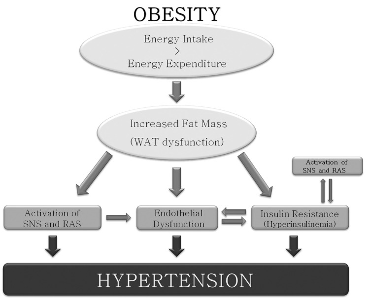 Mechanisms involved in obesity-associated hypertension. WAT = white adipose tissue; SNS = sympathetic nervous system; RAS = renin-angiotensin system.