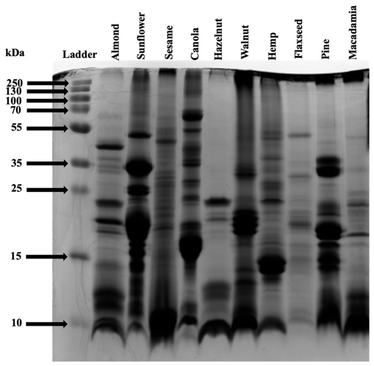 SDS–PAGE profile of oleosome-associated proteins.