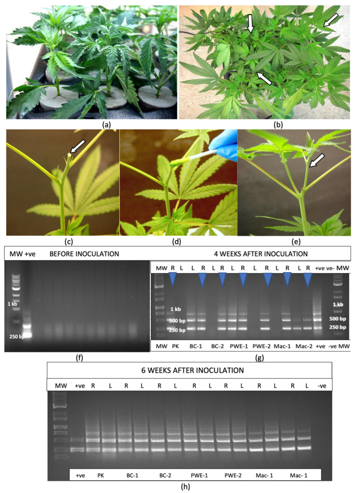 Transmission of hop latent viroid through stem inoculations conducted on hydroponically grown plants in Kloners. (a) Individual cuttings are inserted into Styrofoam holders and held in place and allowed to root. (b) After 4 weeks of growth, individuals stems on each plant (shown by arrows) were cut and discarded. (c) The exposed cut stem surface (arrow) with a drop of exudate. (d) Sap extracted from leaves of an HLVd-infected plant was dabbed onto the exposed surface of the cut stem using a Q-tip. (e) Two weeks after inoculation, new shoot growth can be seen on either side of the cut stem (arrow). (f) Results from RT-PCR of stem cuttings used in the experiment, showing the absence of HLVd in all cuttings used. (g) RT-PCR conducted on root (R) and leaf (L) tissues of four genotypes inoculated 4 weeks prior with HLVd shows the presence of the viroid in all root samples (blue arrows) and in three out of seven leaf samples. Multiple bands are indicative of active replication of the viroid. (h) Results from RT-PCR conducted 6 weeks after stem inoculation of four genotypes of cannabis (PK, BC, PWE, Mac) shows the presence of the viroid in all tissue samples (roots and leaves).