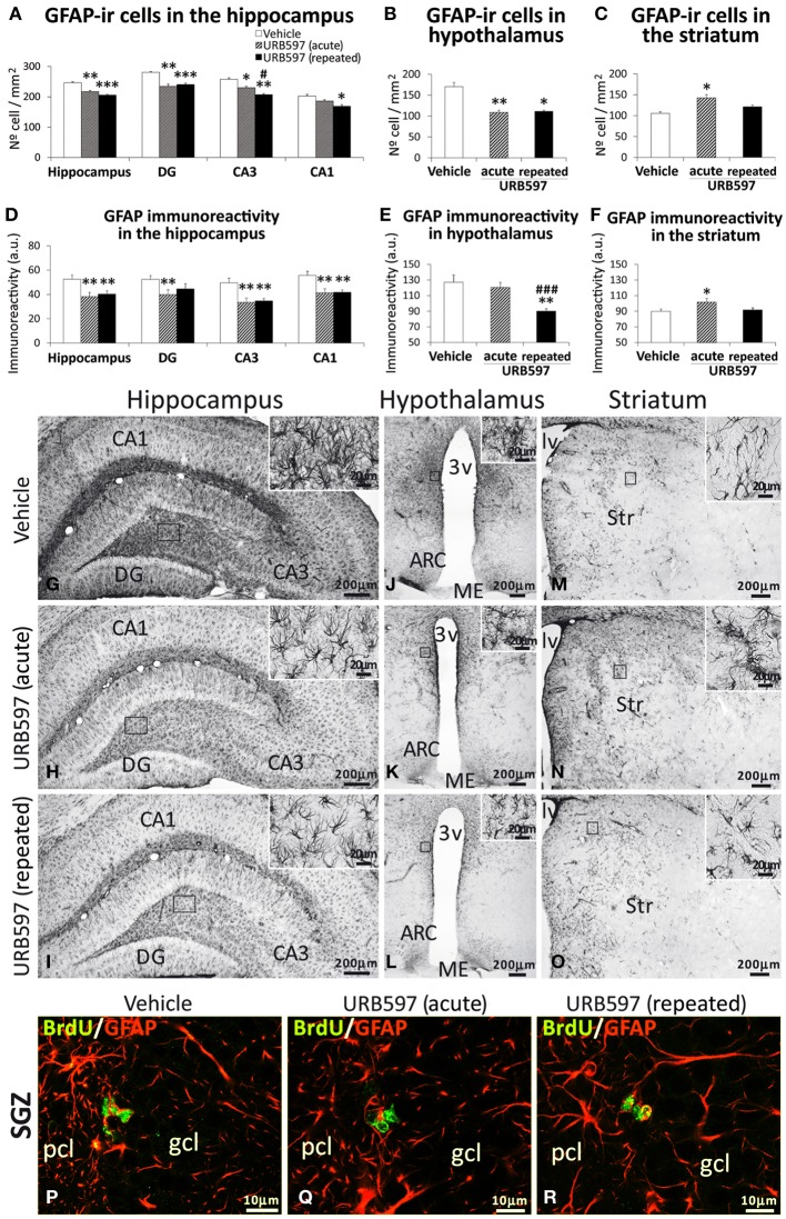 Effects of acute and repeated treatment of URB595 (0.3 mg/kg) on astroglia in the SGZ, hypothalamus and SVZ by GFAP immunohistochemistry. (A–F) The number of positive cells and the intensity of GFAP immunoreactivity are significantly lower in the hippocampus and hypothalamus of repeated URB597-treated rats, and significantly higher in the striatum of acute URB597-treated rats. (G–O) Representative microphotographs showing low and high (insets) magnification views of cells expressing GFAP. (M–V) Newborn cells in the SGZ showing the co-localization of BrdU (green) and the astrocyte-specific GFAP (red) by confocal immunofluorescence. The histograms represents the mean ± s.e.m. per area (mm2) (n = 6–8) of the number of GFAP+ cells per experimental group. ANOVA and Bonferroni's test: *P < 0.05, **P < 0.01, ***P < 0.001 vs. vehicle group, #P < 0.05, ###P < 0.001 vs. acute URB597 group. Scale bars are included in each image.