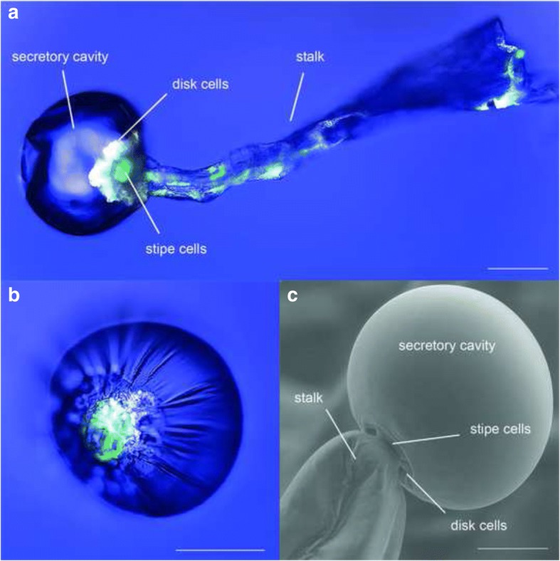 Transmission and single-photon fluorescence images of a glandular trichome (a) and of secretory cavity (b) of C. sativa var. Bedrobinol with 561 nm excitation. Anatomy of glandular trichomes captured with SEM (c). Blue: Transmission; White: Fluorescence of organic substances (emission 580–630 nm); Green: Fluorescence of chlorophyll a (em 660–700 nm). Scale bars 50 μm (a and b), 25 μm (c)