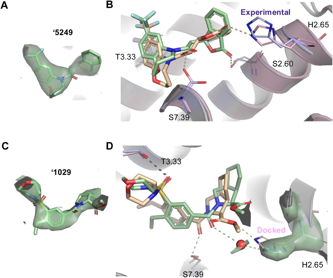 Cryo-EM structures of two of the new CB2 receptor ligands. Cryo-EM density of ‘5429, an optimized analog deriving from the 7 million molecule library screen (A). Superposition of the docking (tan) and experimental (green) poses of ‘5429 in the CB2R orthosteric site (B). Predicted and observed hydrogen-bonds are shown as dashed lines. Cryo-EM density of ‘1029, an optimized analog deriving from the 1.6 billion molecule library screen (C). Superposition of the docking (tan) and experimental (green) poses of ‘1029 in the CB2R orthosteric site (D). The densities in the figure are shown as surfaces contoured at a threshold of 20 for ‘2167 and 17 for ‘1029. An overall resolution of 2.9Å was obtained for both structures.