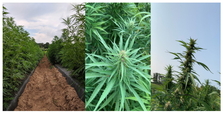 Cannabis sativa (hemp) plants from this study in the field plot. The left panel shows plants in and between rows; middle panel is a young bud and right panel is a mature bud.