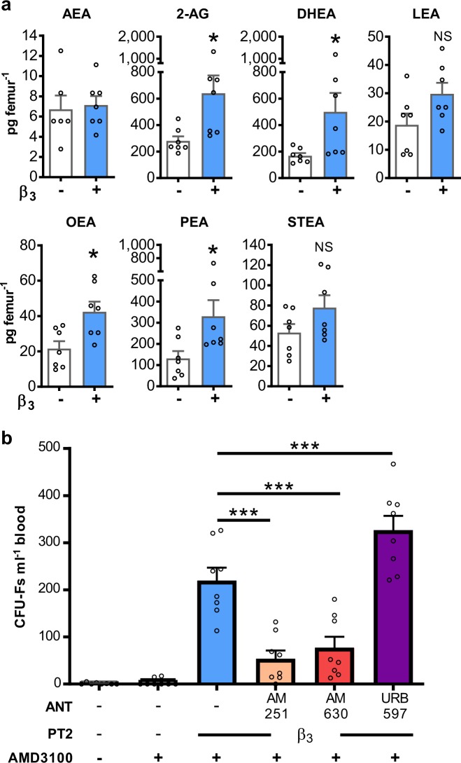 β3AR agonist treatment generates endocannabinoids and N-acyl ethanolamines in the bone marrow required for MSC mobilisation.a Mice were pretreated with URB597 in the presence or absence of BRL37344 (β3) once daily for 4 days. 2 h after the last injection, bone marrow was collected for endocannabinoid and N-acyl ethanolamine quantification by UPLC-MS/MS; n = 18–21 mice per group with bone marrow of 3 mice pooled together for analysis. b Mice were pretreated (PT) with BRL37344 (β3) or vehicle in the presence or absence of AM251 and AM630, CB1 and CB2 antagonists (ANT), respectively, or URB597 a FAAH inhibitor as indicated once daily for 4 days. One hour after the last injection, mice were administered AMD3100 or vehicle and 1 h later blood was collected for analysis of circulating CFU-Fs; n = 8 mice per group. CFU-Fs are shown as colonies per ml of blood. a–b Data of at least two independent experiments represented as mean ± s.e.m; *P < 0.05, ***P < 0.001; NS not significant. (a Student’s t-test and b one-way ANOVA with Bonferroni correction).