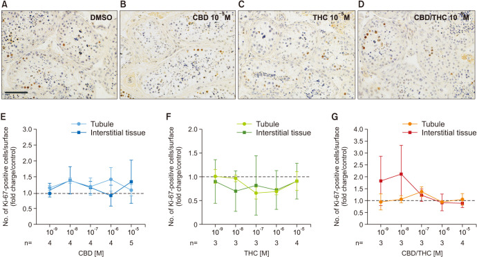 CBD and THC, alone or in a mixture, do not affect the number of proliferating cells in human adult testis explants. Immunostaining using an anti-Ki-67 antibody on histological sections of testis explants cultured for 48 hours in the presence of CBD, THC, or CBD/THC (1:1 ratio). (A-D) Ki-67 positive cells appear in brown and in most of the cases are on the peripheral site of the seminiferous tubules. Pictures showed are representative of minimum 3 independent experiments performed on 5 donors. Bar=100 µm. (E-G) Quantification of positive cells per surface area in both tubule and interstitial compartments after CBD (E), THC (F), and CBD/THC (G) exposure at 10-9 to 10-5 M. No significant difference (i.e., p>0.05) among the groups by ANOVA followed by Holm–Sidak test. Data presented as mean±SEM divided by their respective controls. Quantification performed in at least 3 donors (the exact n for each dose is indicated at the bottom of the graph). CBD: cannabidiol, THC: Δ9-tetrahydrocannabinol.
