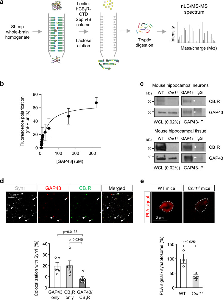 GAP43 interacts with CB1R.a Schematic workflow of the affinity purification and tandem MS/MS experiment conducted. A sheep whole-brain homogenate was loaded onto a lectin-hCB1R-CTD-bound Sepharose 4B column. After washing, elution with lactose, eluted-fraction separation by SDS-PAGE, and digestion with trypsin, peptides were subjected to nLC/MS-MS proteomic analysis. b Fluorescence polarization (FP)-based protein–protein binding experiments using 5-IAF-labeled CB1R-CTD and increasing amounts of unlabeled GAP43. FP was expressed as milli-FP units. Each point represents the mean ± SEM of 3 independent experiments. c Co-immunoprecipitation experiments in (top) primary mouse hippocampal neurons or (bottom) mouse hippocampal tissue. Immunoprecipitation (IP) was conducted with anti-GAP43 antibody or control IgG. Arrowheads point to specific precipitated bands. Whole-cell lysates (WCL) from 3-month-old WT and control Cnr1−/− mice are shown. A representative experiment is shown. The experiment was repeated independently 3 times with similar results. d Top, Representative confocal images of hippocampal synaptosomes of WT mice immunostained for synaptophysin 1 (Syn1), GAP43 and CB1R. Arrowheads point to representative triple-colocalizing synaptosomes. Bottom, Quantification of the percentage of Syn1+ synaptosomes that colocalize with either CB1R only, GAP43 only, or both CB1R and GAP43 (means ± SEM; n = 5 independent synaptosomal preparations; two-tailed unpaired Student’s t test). e PLA for CB1R and GAP43 was performed in hippocampal synaptosomes from WT mice and Cnr1−/− mice as control. Representative confocal images of CB1R-GAP43 complexes appearing as red signal (top), and quantification of PLA-positive signal per synaptosome (bottom; means ± SEM; n = 3 independent synaptosomal preparations per genotype; two-tailed unpaired Student’s t test). Source data are provided as a Source data file.