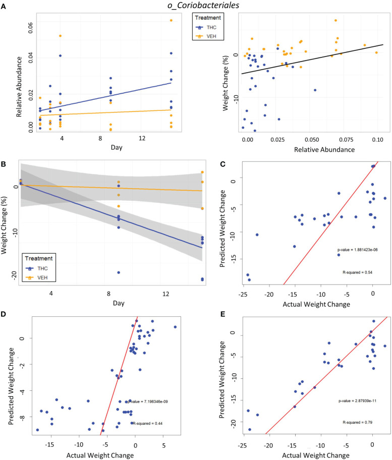 Taxonomic analysis and testing bacterial feature-based LME weight change models in female mice. (A) Left scatter plot displays the relative abundance of a single bacterial taxonomic feature over time with treatment group identified by color. The trendline is a linear regression of relative abundance over time separated by treatment with the corresponding LME equation slope, p-value and R2 matched by color. Right scatterplot displays the percent weight change from baseline against relative abundance for an individual taxonomic feature. Plot points are separated by treatment and indicated by color. Trendline is the result of an LME modeling percent weight change with change in relative abundance. The number on the bottom right is the p-value for the LME model. (B) Scatterplot of percent weight change over time (day) with linear trendlines for THC (n=6) and VEH (n=6) groups indicated by color. Grey shading is 95% confidence interval with value of percent weight change. (C–E) Each panel is a scatterplot of predicted weight change percentage based on the respective 3-feature LME model against actual weight change in female mice. Linear regression line is superimposed on the plot with the associated p-value and R2 for the regression. (C) Testing the female-specific 3-feature LME model in the second cohort of female mice (THC n=8, VEH n=3). (D) Testing the male-produced 3-feature LME model in the original female mice cohort. (E) Testing the male-produced 3-feature LME model in the second female mice cohort.