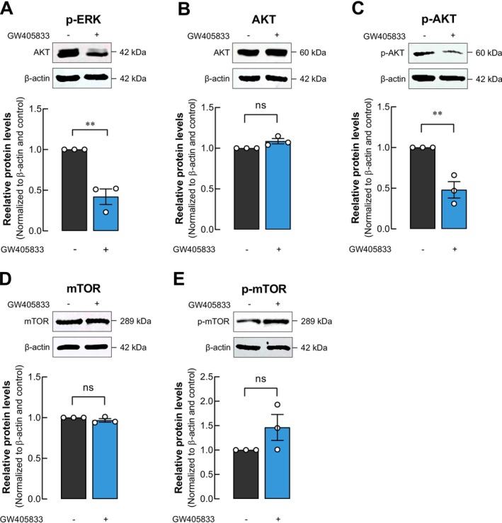 p‐AKT and p‐ERK pathways were modulated in MDA‐MB‐231 cells by GW405833 exposure. Representative membrane and quantitative data of western blot displaying the levels of (A) p‐ERK, (B) total AKT, (C) phosphorylated AKT, (D) total mTOR, and (E) phosphorylated mTOR proteins normalized to β‐Actin. The results were expressed as mean ± SEM of at least three independent biological replicates each. (**p < 0.01).
