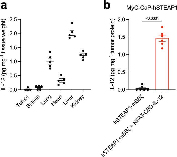 Detection of IL-12 from tumour and organs, related to Fig. 3.(a) Background concentration of IL-12 in major organs from RM9-hSTEAP1 tumour-bearing mice treated with 10 million UTD T cells (organs were collected when tumour volume reached the endpoint), normalized by total tissue weight (each dot represents a mouse, mean ± s.e.m.). (b) FVB/N male mice bearing subcutaneous MyC-CaP-hSTEAP1 tumours (200–270 mm3) were intravenously injected with 5 million CAR-T cells. Tumours were collected after 4 days and intratumoural IL-12 concentration was quantified by ELISA and normalized by total protein content (n = 2 tumours × 3 fragments = 6 replicates for each group, mean ± s.e.m.). Statistical analysis was performed using (b) two-tailed Welch’s t-test. P values are shown in figures. Source data