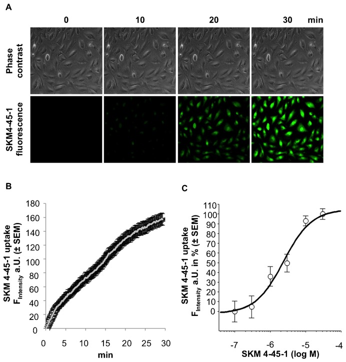 Endothelial colony-forming cells (ECFCs) accumulate the anandamide (AEA) analog SKM4-45-1 in a time and concentration dependent manner.(A) Representative images of phase contrast (upper images) and SKM4-45-1-derived fluorescence in ECFCs (green, lower images) at incubation time-points 0, 10, 20 and 30 min (at 20× magnification). (B) Kinetics of SKM-45-1 uptake in ECFCs. Increase in fluorescence was documented every 10 sec throughout 30 min. (n = 8; ± SEM). (C) Concentration response of SKM4-45-1 uptake in ECFCs. Increase in fluorescence intensity with various concentrations of SKM4-45-1 (0.1, 0.3, 1, 3, 10, 30 µM) after 30 min (± SEM) of incubation in % of the maximal fluorescence intensity is blotted (n = 3).