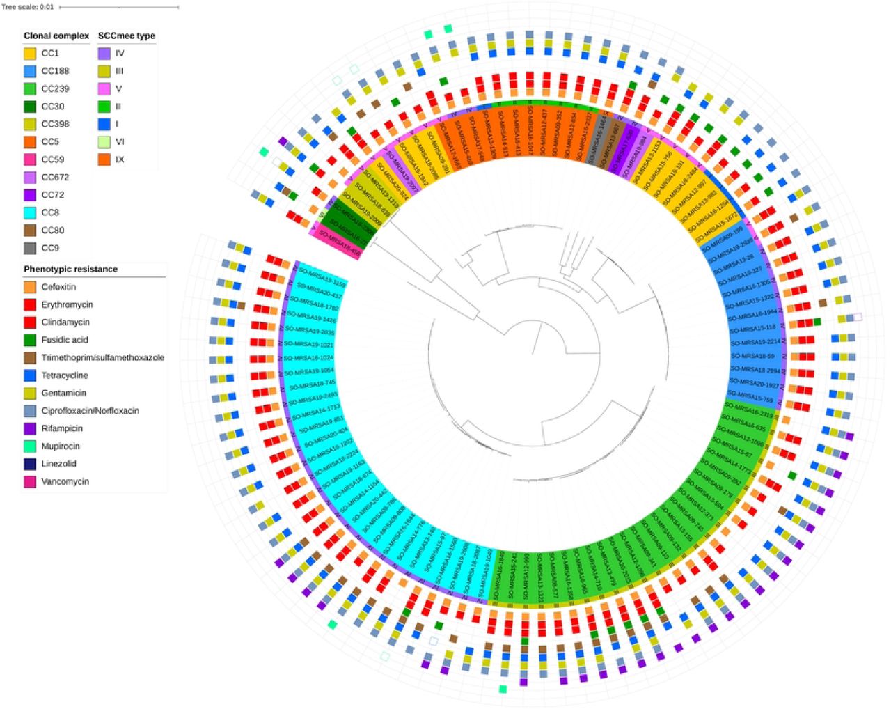 Core genome phylogeny of whole genome sequenced MDR-MRSA strains (n=101).The nodes within the tree are assigned distinct colors based on clonal complex and SCCmec type. Phenotypic resistance profiles based on AST are visually represented through coloured boxes (box with fill indicates resistant, while outlined box indicates intermediate resistance).