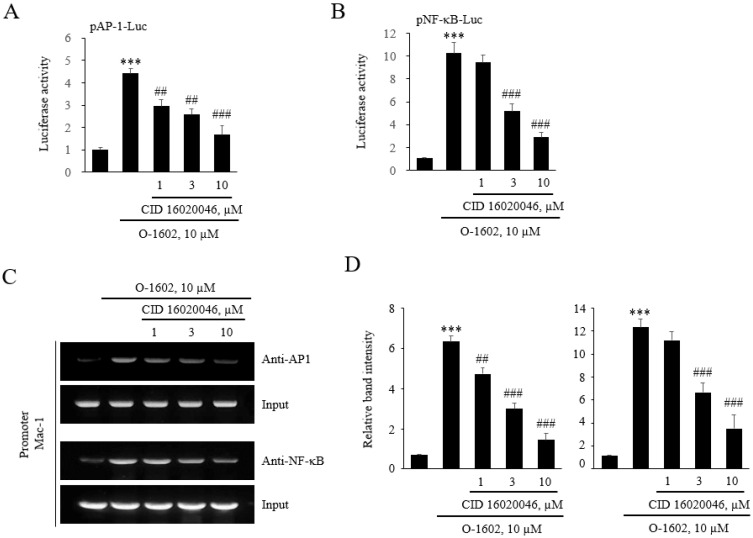 Involvement of AP-1 and NF-κB in GPR55-mediated Mac-1 transcription. (A,B) THP-1 cells were transfected with luciferase reporter constructs containing AP-1 or NF-κB consensus binding sites, pretreated with the indicated concentrations of CID16020046 for 1 h, and then treated with 10 μM O-1602 for 24 h. The AP-1 (A) and NF-κB (B) luciferase activities were represented as the mean ± SEM from five to six independent experiments. (C,D) Binding of AP-1 and NF-κB to the Mac-1 promoter was detected with the chromatin immunoprecipitation (ChIP) assay. Immunocomplexes of AP-1 and NF-κB associated with DNA were obtained from THP-1 cells. The THP-1 cells were pretreated with the indicated concentrations of CID16020046 for 1 h, and then treated with 10 μM O-1602 for 24 h. Specific DNA fragments were quantified by PCR, as detailed in the Methods section. DNA purified from lysates incubated without antibody was used as input control (Input). Representative images (C) and quantitated histograms of the ChIP assay. The results are presented as means ± SEM of three independent experiments. Statistical significance: *** p < 0.001 vs. non-treated control cells, ## p < 0.01 and ### p < 0.001 vs. O-1602-treated cells.