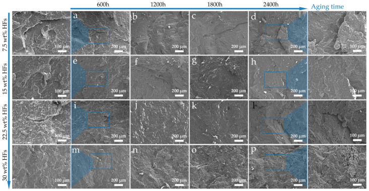 Cross-sectional microstructure of HFRPs after long-term environmental aging: (a) 7.5 wt% HFs—600 h, (b) 7.5 wt% HFs—1200 h, (c) 7.5 wt% HFs—1800 h, (d) 7.5 wt% HFs—2400 h, (e) 15 wt% HFs—600 h, (f) 15 wt% HFs– 1200 h, (g) 15 wt% HFs—1800 h, (h) 15 wt% HFs—2400 h, (i) 22.5 wt% HFs—600 h, (j) 22.5 wt% HFs—1200 h, (k) 22.5 wt% HFs—1800 h, (l) 22.5 wt% HFs—2400 h, (m) 30 wt% HFs—600 h, (n) 30 wt% HFs—1200 h, (o) 30 wt% HFs—1800 h, (p) 30 wt% HFs—2400 h.