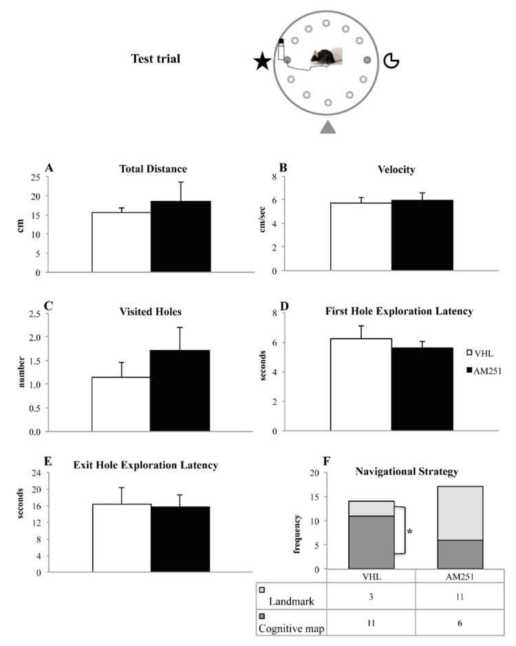 Behavior in the test trial. Total distances (A), velocity (B), visited holes (C), first hole exploration latency (D), exit hole exploration latency (E) and navigational strategy (F) exhibited by animals injected with AM251 or vehicle (VHL). For parameters A–E, the data were analyzed by one-way ANOVAs, while the frequencies of the parameter Navigational Strategy were compared by χ2 test. * p ≤ 0.05.