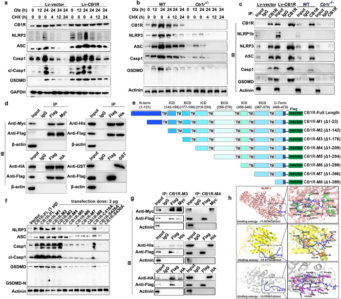 CB1R assembled multiple pyroptosis proteins via amino acids 177–209 and prevented the NLRP3 inflammasome from degradation. a, b In the Cb1r knockout HL-1 cells or the Cb1r stably overexpressed HL-1 cells, Olanzapine (Olz, 4 μM) with or without the specific protein synthesis inhibitor (cyclohexane, CHX, 200 nM) were added to treat cells for indicated hours. Western blot was performed to detect the protein levels of pyroptotic proteins. c In the Cb1r knockout HL-1 cells or the Cb1r stably overexpressed HL-1 cells, co-immunoprecipitation (Co-IP) assay was performed to detect the endogenous physical interaction between CB1R with pyroptotic proteins. d A flag-tagged Cb1r plasmid was co-transfected with each of the Myc-tagged Nlrp3 plasmid, His-tagged Gsdmd plasmid, HA-tagged Casp1 plasmid, and the GST-tagged Asc plasmid in HL-1 cells. Co-IP assay was performed to detect exogenous interaction of CB1R with the NLRP3 inflammasome. e Schematic illustration of mouse CB1R with full length (CB1R-FL, 1-473 amino acids), and truncated domains including Δ1-23 (CB1R-Mutant 1, or CB1R-M1), Δ1-142 (CB1R-M2), Δ1-176 (CB1R-M3), Δ1-209 (CB1R-M4), Δ1-209 (CB1R-M5), Δ1-254 (CB1R-M5), Δ1-299 (CB1R-M6), Δ1-366 (CB1R-M7), Δ1-399 (CB1R-M8). f The CB1R-FL, eight truncation mutants and three point-mutants were individually transfected into HL-1 cells. Western blot assay was performed to detect the protein levels of pyroptotic proteins. g The CB1R-M3 and CB1R-M4 plasmids were individually transfected into HEK293T cells in combination with each of the recombinant pyroptosis plasmids. Co-IP assay was conducted to detect protein interaction. h The simulated interaction diagram of human CB1R peptide (amino acids 177-189) with human proteins NLRP3 (up, pink cartoon), CASP1 (middle, yellow cartoon), or GSDMD (down, gray cartoon) in left panels. Right panels showed the CB1R peptide (blue) and key NLPR3 (green), CASP1 (orange), and GSDMD (purple) residues involved in ligand binding in stick representation