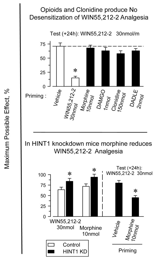 Morphine reduces WIN55,212-12 analgesia in mice that do not express HINT1 proteins. Upper panel: Groups of eight mice each were injected icv with the opioids morphine, DAMGO, DADLE, and clonidine at the indicated doses, and the analgesic effect of WIN55,212-2 was assessed 24 h later. *Significantly different from the control group injected with the vehicle instead of the priming dose of WIN55,212-2 (P < 0.05). Lower panel: The absence of HINT1 enables morphine to reduce the analgesic effects of WIN55,212-2. *Significantly different from the control animals (open bar) or from the group injected with the vehicle instead of the priming dose of morphine (P < 0.05).