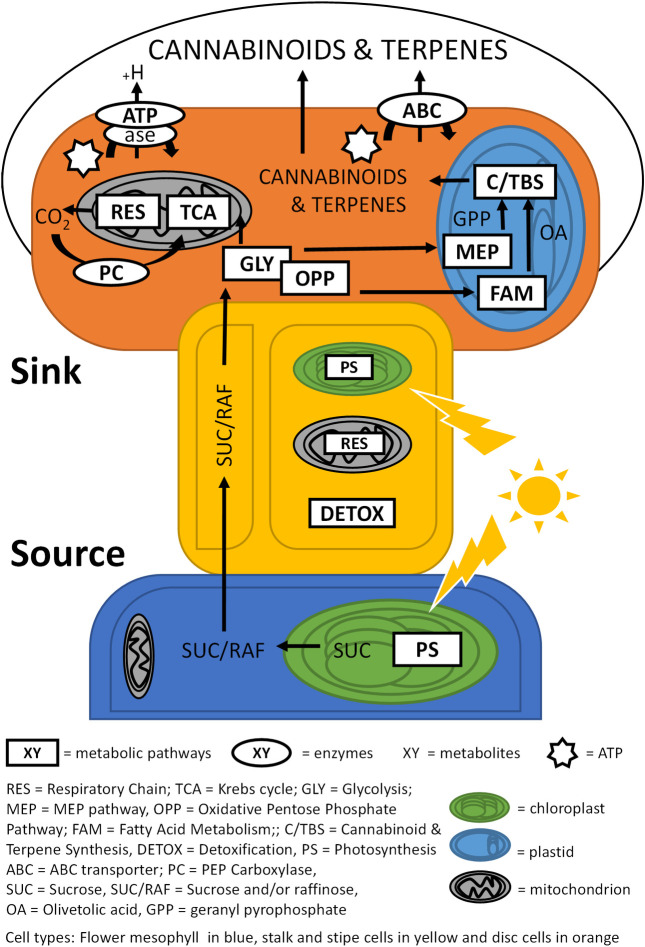Carbon flow schematic of C. sativa glandular trichomes.Mesophyll tissues of the late-stage flowers (blue) are source tissues for the photosynthetic (PS) production of sucrose (SUC). Sucrose and/or raffinose (SUC/RAF) are transported through glandular trichome stalks (yellow) to glandular trichome head sink tissue (orange) via yet unidentified mechanisms. Sugars in the glandular trichome heads are shunted into glycolysis (GLY) and the oxidative pentose phosphate pathway (OPP) to supply carbon to mitochondria and plastids. In mitochondria, catabolites enter the Krebs cycle (TCA) and respiratory chain (RES) for energy production. Resulting carbon dioxide is partially recycled through pep-carboxylase (PC) activity, and the ATP producedis used to generate proton gradients through ATPase activity and to drive primary active transport energised by ABC transporters (ABC). In plastids, catabolites can support terpenoid and cannabinoid biosynthesis (C/TBS) through the MEP pathway and, in case of cannabinoids, additionally through fatty acid metabolism (FAM). Stalks show PS and RES activity in addition to active detoxification (DETOX).
