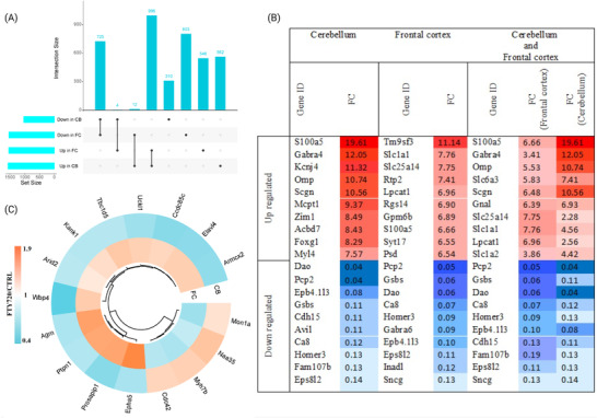 (A) Upset plot indicating the overlap of proteins with either increased or decreased abundance in CB and FC. (B) Top 10 most significantly altered proteins increased and decreased in abundance in each brain regions and also top 10 proteins with increased and decreased abundance shared between CB and FC. (C) Proteins with different alteration pattern between FC and CB. FC, frontal cortex; CB, cerebellum