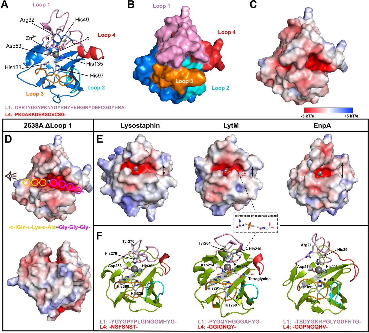 Analysis of the M23 peptidase crystal structure.Cartoon (A) and surface (B) representations of the Ply2638A M23 peptidase domain colored blue with catalytic and Zn2+ (grey sphere) coordinating residues colored grey and shown as sticks. The four variable loops that form the binding groove peripheral to the active site are individually colored with residues forming Loop 1 and Loop 4 indicated below. (C) The molecular surface of the peptidase domain colored according to its electrostatic surface potential (±5 kT/e) generated by Adaptive Poisson-Boltzmann Solver (APBS); red, negatively charged; white, neutral; and blue, positively charged regions (±5 kT/e). (D) Electrostatic surface potential (±5 kT/e) of the Ply2638A peptidase domain is shown with a truncated Loop 1(ΔLoop1; ΔGlu35-Tyr41) to aid visualization of the active site. Estimated positions of individual peptidoglycan residues within the active site are shown as colored circles based on the location of the tetraglycine ligand co-crystalized with LytM (PDB ID: 4ZYB; panel E) as well as previous analyses (Grabowska et al. 2015). The scissile bond between D-Ala-Gly is shown at the center as a black line. Below is the same structure oriented as indicated by the eye icon of the top image. (E) Electrostatic surface potential (±5 kT/e) of structurally related peptidase crystal structures of lysostaphin (PDB ID: 4LXC/4QPB), LytM (PDB ID: 4ZYB), and EnpA (PDB ID: 6SMK) (Małecki et al. 2021). Double-headed arrows highlight the widening at the end of binding groove. (F) Cartoon representations of the same peptidase domains colored green with active site residues colored according to panel A, and with individual Loop 1 and 4 residues indicated below.