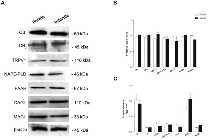 Protein expression of the ECS elements in human sperm.Representative Western blots (A) and densitometric analysis of the immunoreactive bands (B) of the ECS elements in fertile and infertile sperm. The expected molecular mass of each protein is reported on the right-hand side. C) Protein content of the ECS elements determined by ELISA assay in fertile and infertile sperm, expressed as absorbance units at 450 nm.