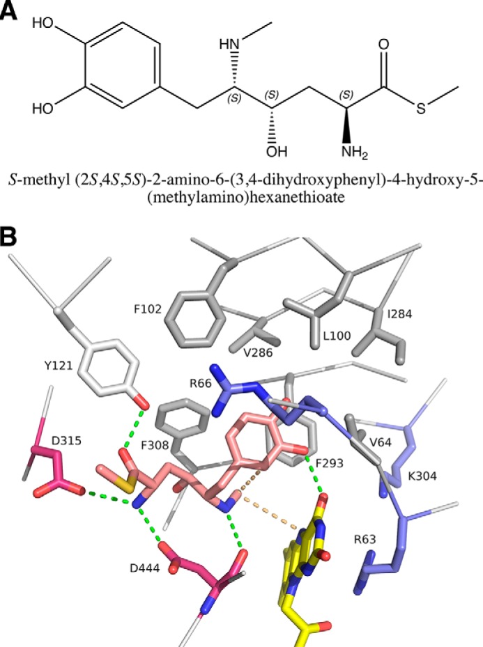 A, chemical structure of the truncated, natural substrate used in the docking calculations. B, close-up view of the active site of FsqB in the modeled complex with the truncated, natural substrate (pink). The flavin cofactor is shown in yellow. Positively charged residues in vicinity are shown in blue, and negatively charged residues are in magenta. Residues forming the hydrophobic pocket are shown in gray. Green dashed lines depict hydrogen bonding interactions. The interactions between the N-methyl group of the substrate and N5 and the aromatic moiety are shown as light orange, dashed lines.