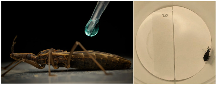 Topical application of treatment on a fifth-instar nymph of T. infestans (left picture). Setup for the contact bioassays to determine the lethal activity of treatments (right picture).