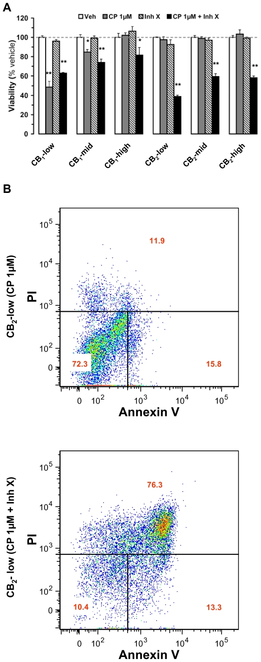 Inhibition of AKT signaling confers sensitivity of cannabinoid receptor-expressing DBT cells to cannabinoid-dependent cytotoxicity. (a) Wild-type (wt) DBT cells and DBT subclones stably expressing cannabinoid receptors were expanded in 24-well plates, incubated with CP-55,940 (CP) at 1 µM (receptor-mediated) without or with Inhibitor X (5 µM added 10 min before CP), and cell viability was assessed after 5 days by quantifying WST-1 conversion. Data represent means±s.e.m. of 3–9 independent experiments in triplicate. (*) = p<0.05 and (**) = p<0.01 significantly different from the viability in the presence of vehicle only, ANOVA followed by Bonferroni's post-test. (b) wt and CB2-low DBT cells were expanded in 6-well plates, incubated with CP at 1 µM (receptor-mediated) without or with Inhibitor X (5 µM added 10 min before CP), and the apoptotic response assessed after 5 days by propidium iodine (PI) and annexin V staining by FACS after 1, 3, and 5 days. Shown are representative results, with values within each quadrant = mean of 3–5 independent experiments.