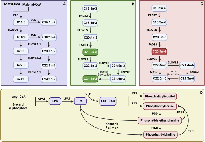 The synthesis pathways of (A) saturated fatty acids (SFAs) and monounsaturated fatty acids (MUFAs); (B) n-3 polyunsaturated fatty acids (PUFAs); (C) n-6 polyunsaturated fatty acids (PUFAs); (D) phospholipid subclasses. CTP - cytidine nucleoside triphosphate; CDP-DAG, cytidine diphosphate diacylglycerol; ELOVL1, fatty acid elongase 1; ELOVL2, fatty acid elongase 2; ELOVL3, fatty acid elongase 3; ELOVL5, fatty acid elongase 5; ELOVL6, fatty acid elongase 6; FADS1, fatty acid desaturase 1; FADS2, fatty acid desaturase 2; FAS, fatty acid synthase; GPAT, glycerol-3-phosphate acyltransferase; LPA, lysophosphatidic acid; LPAT, lysophosphatidyl acyltransferase; PA, phosphatidic acid; PEMT, phosphatidylethanolamine N-methyltransferase; PIS, phosphatidylinositol synthase; PSD, phosphatidylserine decarboxylase; PSS, phosphatidylserine synthase; PSS1, phosphatidylserine synthase 1; PSS2, phosphatidylserine synthase 2; SCD1, stearoyl-Coenzyme A desaturase. Created with BioRender.com.