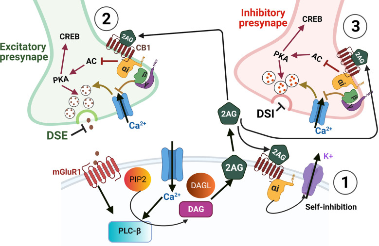 Endocannabinoid-mediated synaptic suppression. Depolarization and/or calcium influx into a postsynaptic cell leads to endocannabinoid synthesis. ECS ligands are then released into the extracellular space where they can bind cell autonomously to membrane-bound CB receptors (1), or to receptors on presynaptic cells (2,3), or to receptors on glial processes (not shown). Cell autonomous binding of ECS ligands (1) can modulate the strength of post-synaptic responses by self-inhibition via potassium efflux. In presynaptic terminals (2,3) ECS ligands bind to CB receptors which are Gi/o-coupled GPCRs. The binding of these GPCRs leads to Gi/o-α receptor subunit detachment from βγ subunits. The detached Gi/o-α then inhibits adenylate cyclase (AC), which would otherwise drive cAMP-mediated activation of PKA and CREB. However, with AC inhibited the decreased activation of PKA results in decreased vesicle release of neurotransmitters. The presynaptic release is also inhibited by the βγ subunits which inhibit Ca2+ entry that would also otherwise drive neurotransmitter release. When inhibitory neurotransmitters are prevented from being released by ECS it is termed depolarization-induced suppression of inhibition (DSI) and when ECS acts on excitatory presynaptic boutons, the inhibition of vesicle release is termed depolarization-induced suppression of excitation (DSE). In addition to DSI and DSE, the inhibition of AC and PKA can lead to decreased activation of CREB thus altering the expression of CREB dependent genes. Furthermore, the GPCR subunits and their effects on PKA and PKC can also activate either MAPK or PI3K signaling cascades to regulate gene expression (see Figure 2).