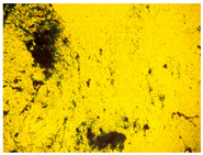gels-10-00816-i005.jpg