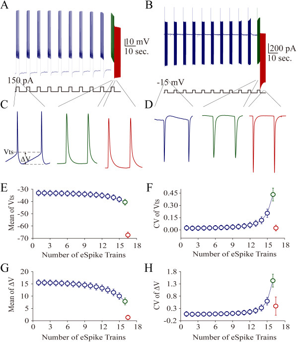 Intensive activity at hippocampal GABAergic neurons induces spontaneous spikes, i.e., activity-induced spontaneous spikes (AISS), under current-clamp and voltage-clamp. A sequential depolarization pulses (150 pA or 200 pA/3 seconds with 7 seconds of intervals) were injected into the neurons to evoke the spikes. A) shows spikes induced by depolarization currents (150 pA; blue trace) and AISS (red trace) under current-clamp recording. Calibration bars are 10 mV and 10 seconds. B) shows spikes induced by depolarization voltages (15 mV; blue trace) and AISS (red trace) under voltage-clamp. Calibration bars are 200 pA and 10 seconds. C) illustrates the expanded waveforms of evoked spikes (blue trace), evoked spikes just before AISS (green trace) and AISS (red trace) from panel A. D) shows the expanded waveforms of evoked spikes (blue trace), evoked spikes just before AISS (green trace) and AISS (red trace) from panel B. E) shows the dynamical change in threshold potential (Vts) during AISS induction. F) shows the dynamical change in the coefficient variation (CV) of Vts during AISS induction. G) shows the dynamical change in energetic barrier (ΔV) during AISS induction. H) shows the dynamical change in the CV of ΔV during AISS induction (n = 23).