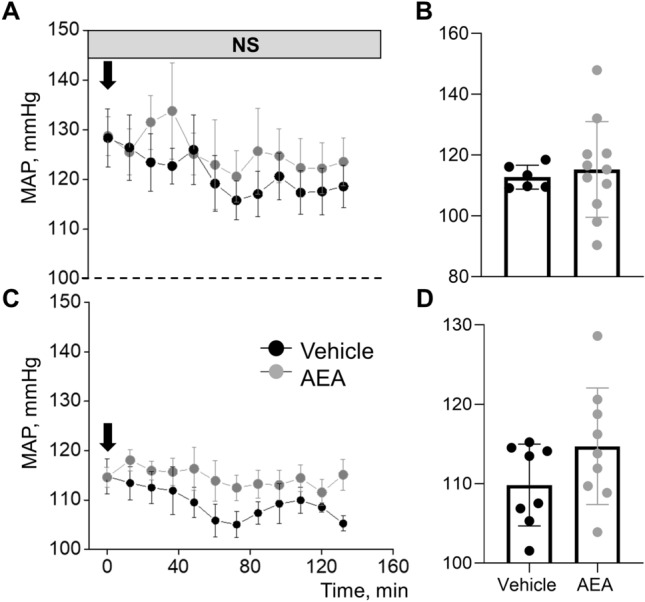 Acute treatment with anandamide (AEA) does not affect blood pressure in Dahl SS rats on a normal salt diet. Mean arterial pressure (MAP) in male SS rats after a single injection of AEA at a dose 0.05 mg/kg (A, B) and 3 mg/kg (C, D) or a corresponding vehicle in SS rats on a normal salt (NS, 0.4% NaCl) diet. (B, D) Summary graphs of average MAP 2 h after AEA administration in a low (B) or a high (D) doses.