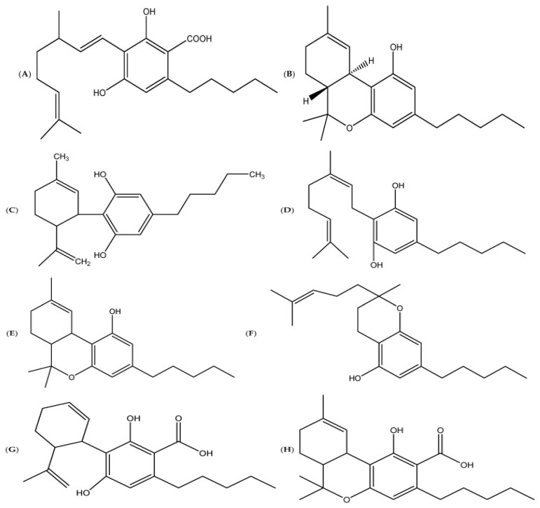 Chemical structures of the most common cannabinoids, including (A) cannabigerolic acid (CBGA); (B) delta-9-tetrahydrocannabinol (Δ9-THC); (C) cannabidiol (CBD); (D) cannabigerol (CBG); (E) cannabinol (CBN); (F) cannabichromene (CBC); (G) cannabidiolic acid (CBDA); and (H) tetrahydrocannabinolic acid A (THCA-A) [6].