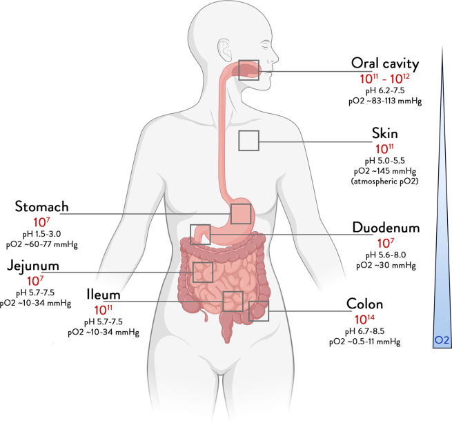 Total abundance of bacteria according to the different body sites. Bounds for bacteria number in different organs, derived from bacterial concentrations and volume.190 191